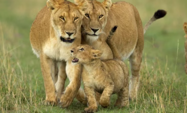 9-Day Luxury Cape Town, Kruger NP and Victoria Falls