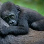 Rwanda's Silverback Safari 3 Rwanda Safari Tour