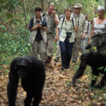 Uganda Primates Safari