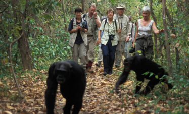 Uganda Primates Safari