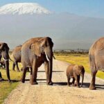 Kenya Budget Camping Safari