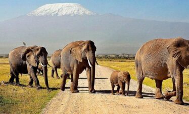 Kenya Budget Camping Safari