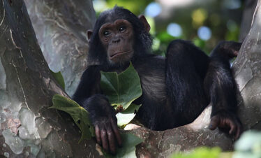 Chimpanzee tracking