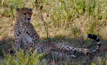 Tanzania Bush Safari Adventure