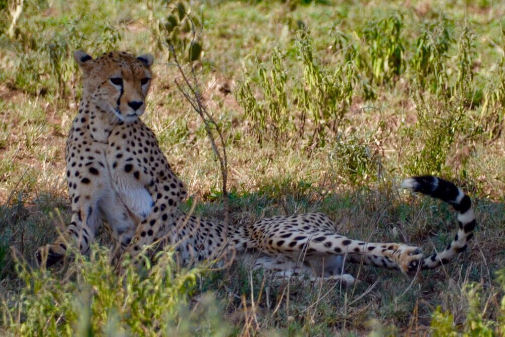 Tanzania Bush Safari Adventure