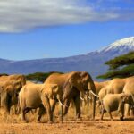 Kenya Big five Safari Tour
