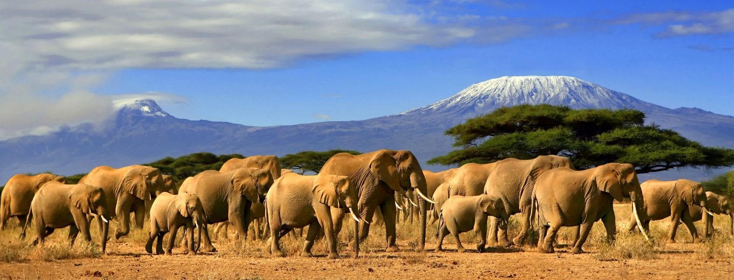 Kenya Big five Safari Tour