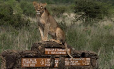 Majestic Kenya Luxury Safari