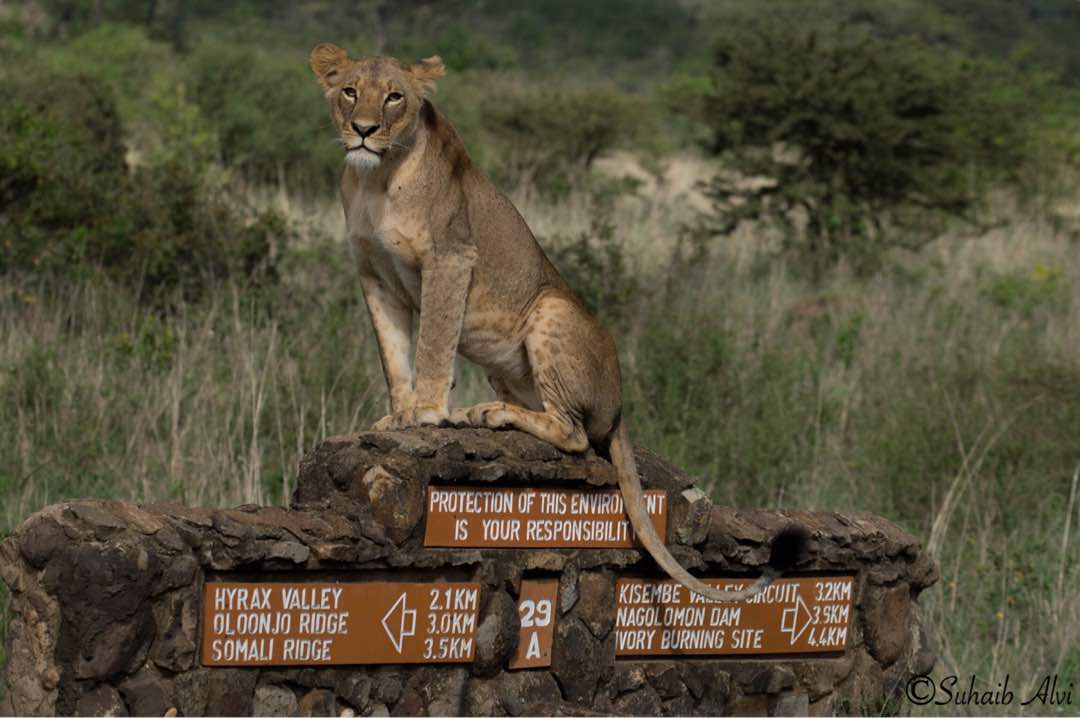 Majestic Kenya Luxury Safari