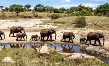 Safari in Kenya Tanzania Uganda