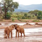 samburu national reserve