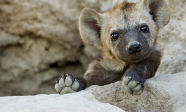 mikumi national park