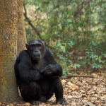 Rwanda Gorilla Primates Tour 2 Rwanda Gorilla Primates Safari