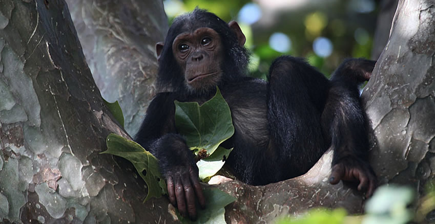 Things to do in Rwanda