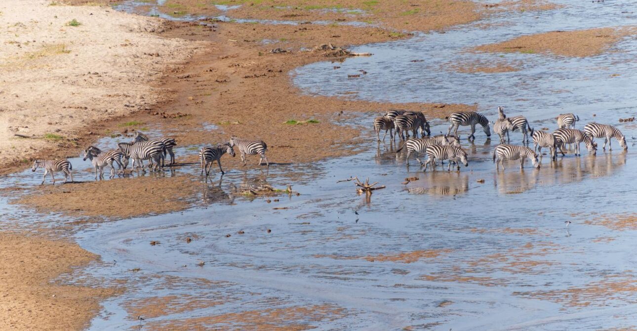 Tarangire National Park Tanzania