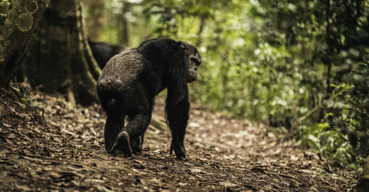 Mountain gorilla trekking in Uganda and Rwanda