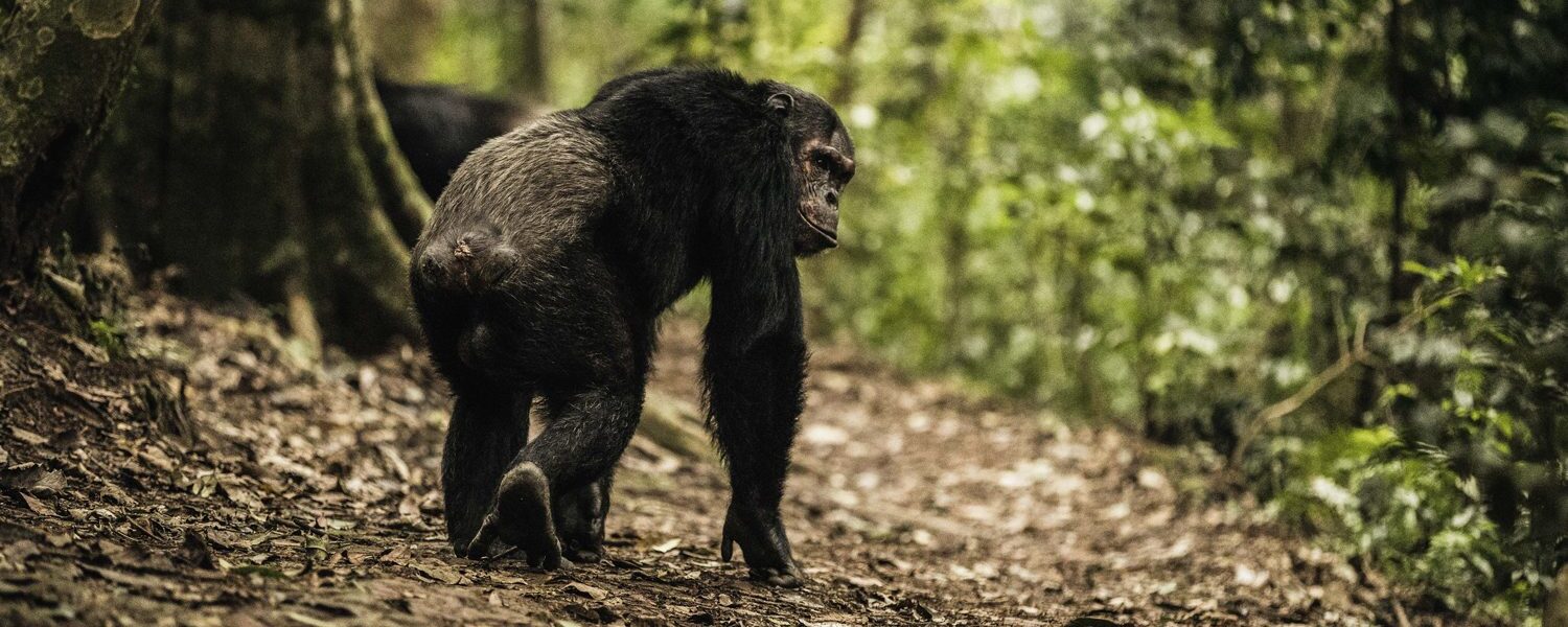 Mountain gorilla trekking in Uganda and Rwanda