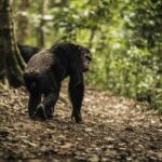 Mountain gorilla trekking in Uganda and Rwanda