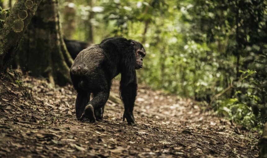 Mountain gorilla trekking in Uganda and Rwanda