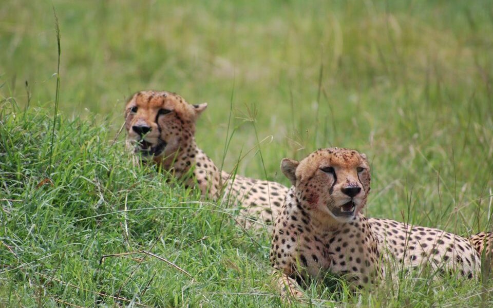 Explore Tanzania: A Guide to Africa's Untamed Beauty 1 Tanzania Safari Destination Guide