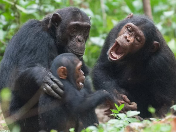 Chimpanzee tracking in rwanda