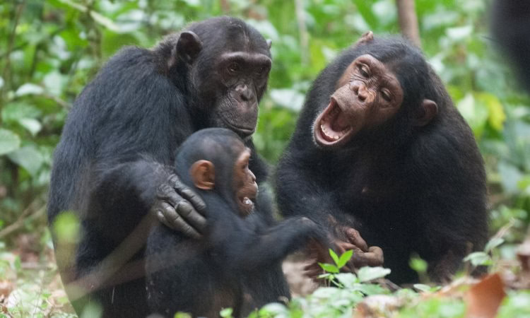 Chimpanzee tracking in rwanda