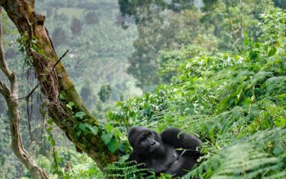 community and conservation projects in Tanzania with  regenerative impact