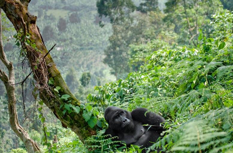 community and conservation projects in Tanzania with  regenerative impact