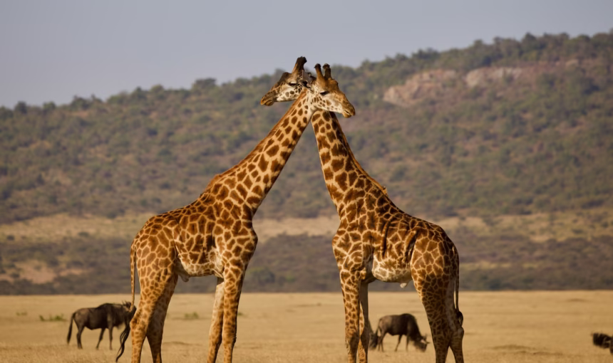 How long should a safari be?