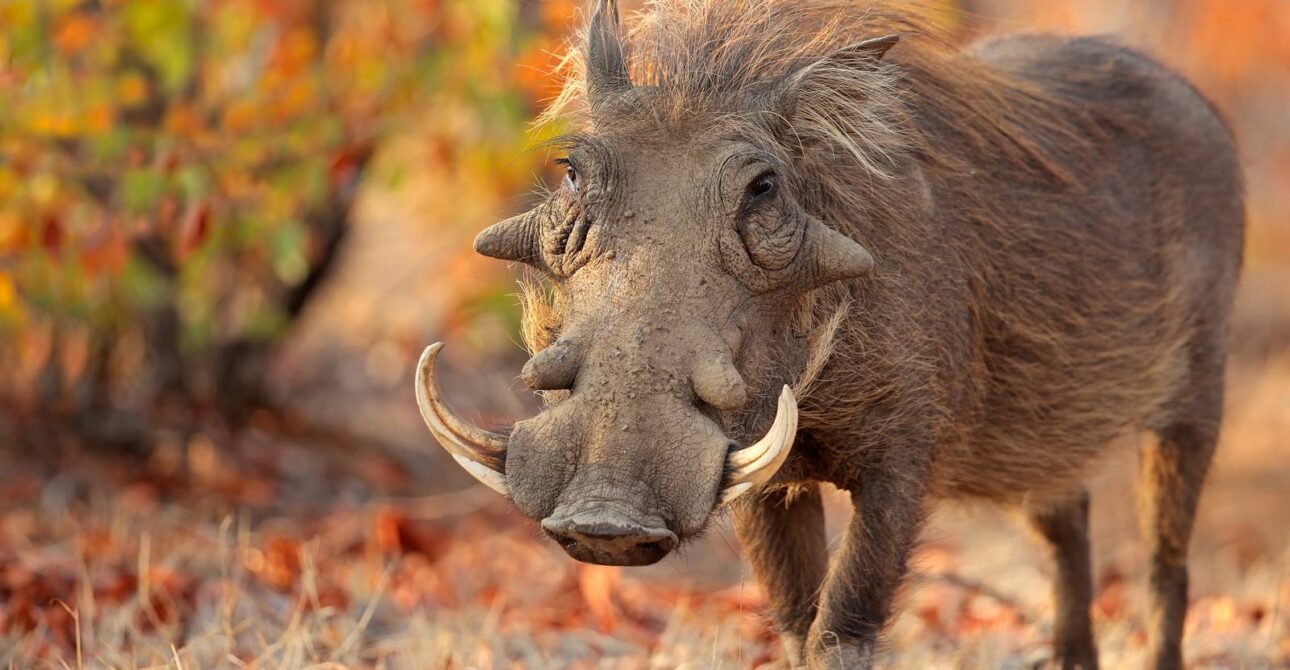 Warthog