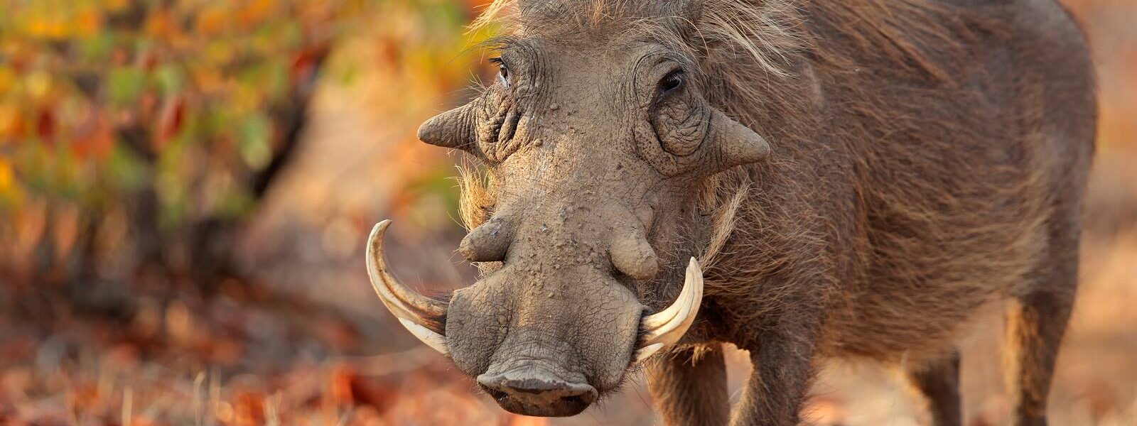 Warthog