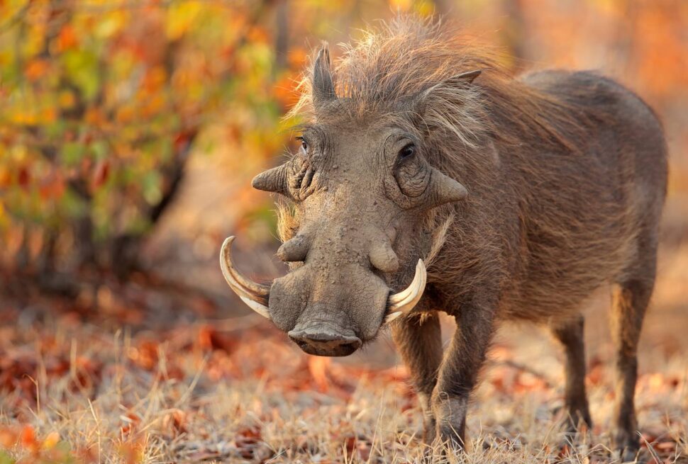 Warthog