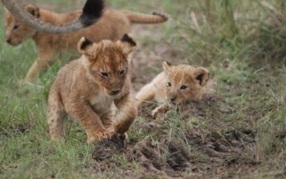 South Africa Tour Highlights