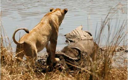 Mikumi National Park Highlights