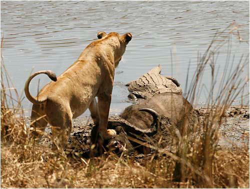 Mikumi trip highlights