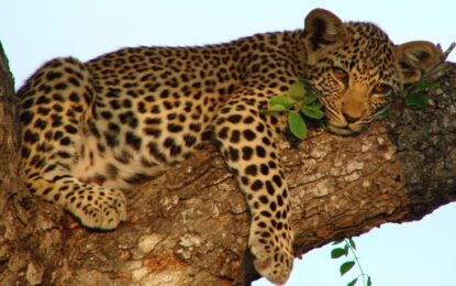 ultimate East African odyssey.