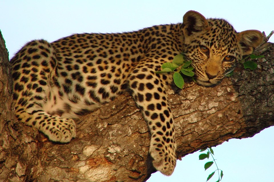 East africa Safari Adventure