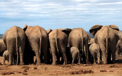 South Africa Safari Tour Highlights