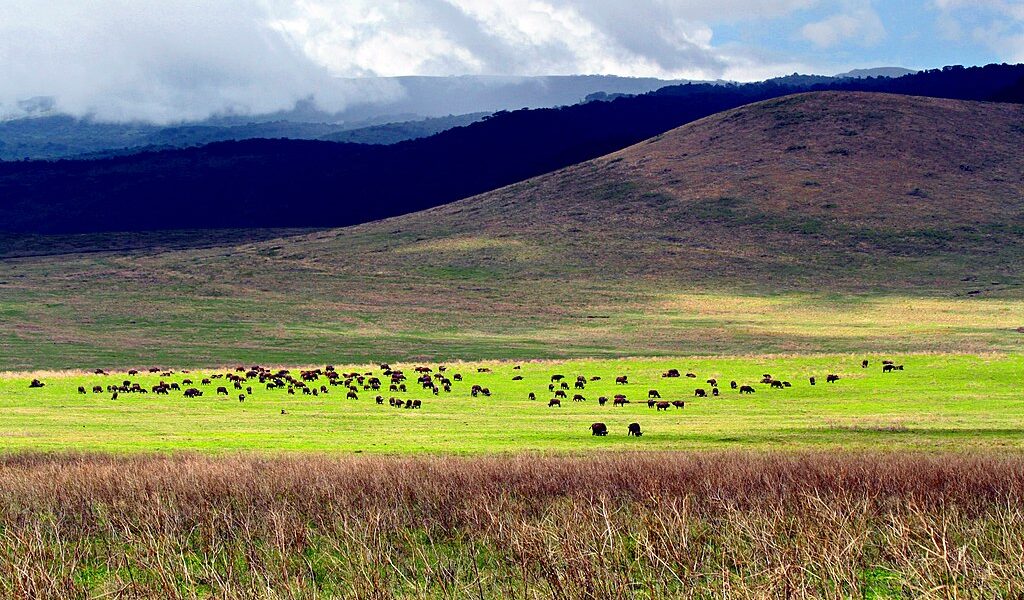 Ngorongoro Crater Highlands Trek Highlights 1 ngorongoro trek
