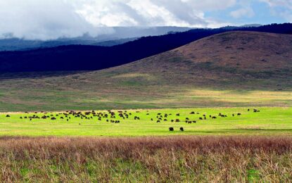 Ngorongoro Crater Highlands Trek Highlights