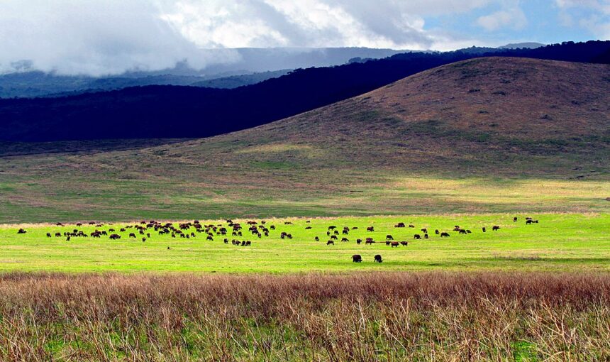 Ngorongoro Crater Highlands Trek Highlights