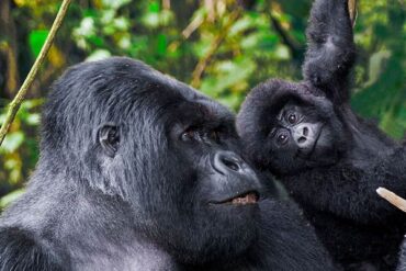UGANDA PRIMATES HIGHLIGHT