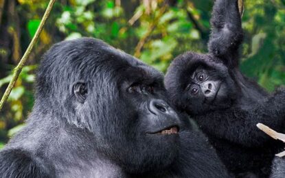 Uganda Primates Safari Highlights