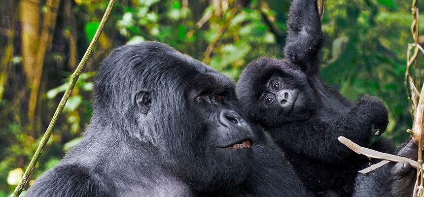 Uganda Primates Safari Highlights