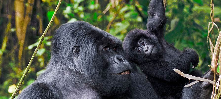 UGANDA PRIMATES HIGHLIGHT
