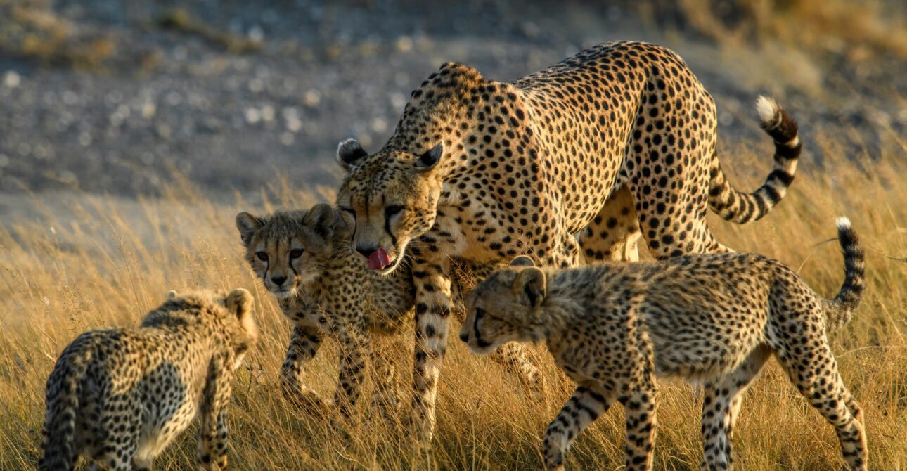 The Tanzania Budget Camping Safari