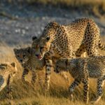 The Tanzania Budget Camping Safari