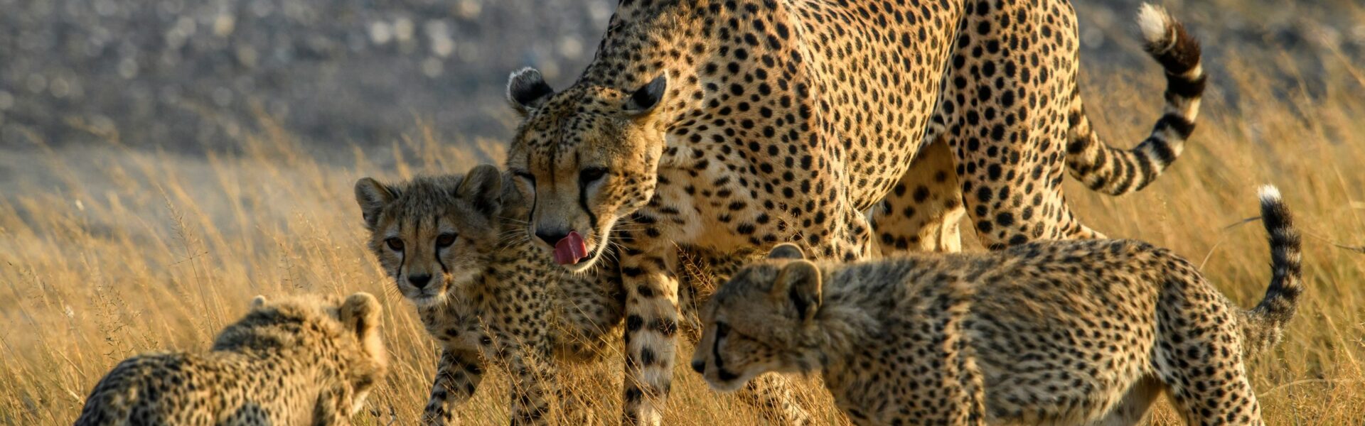 The Tanzania Budget Camping Safari