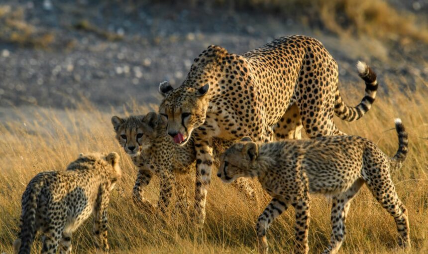 The Tanzania Budget Camping Safari 2 The Tanzania Budget Camping Safari