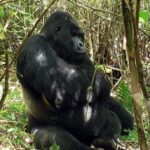 Rwanda Gorilla Primates Safari Highlights 3 rwanda gorilla primate